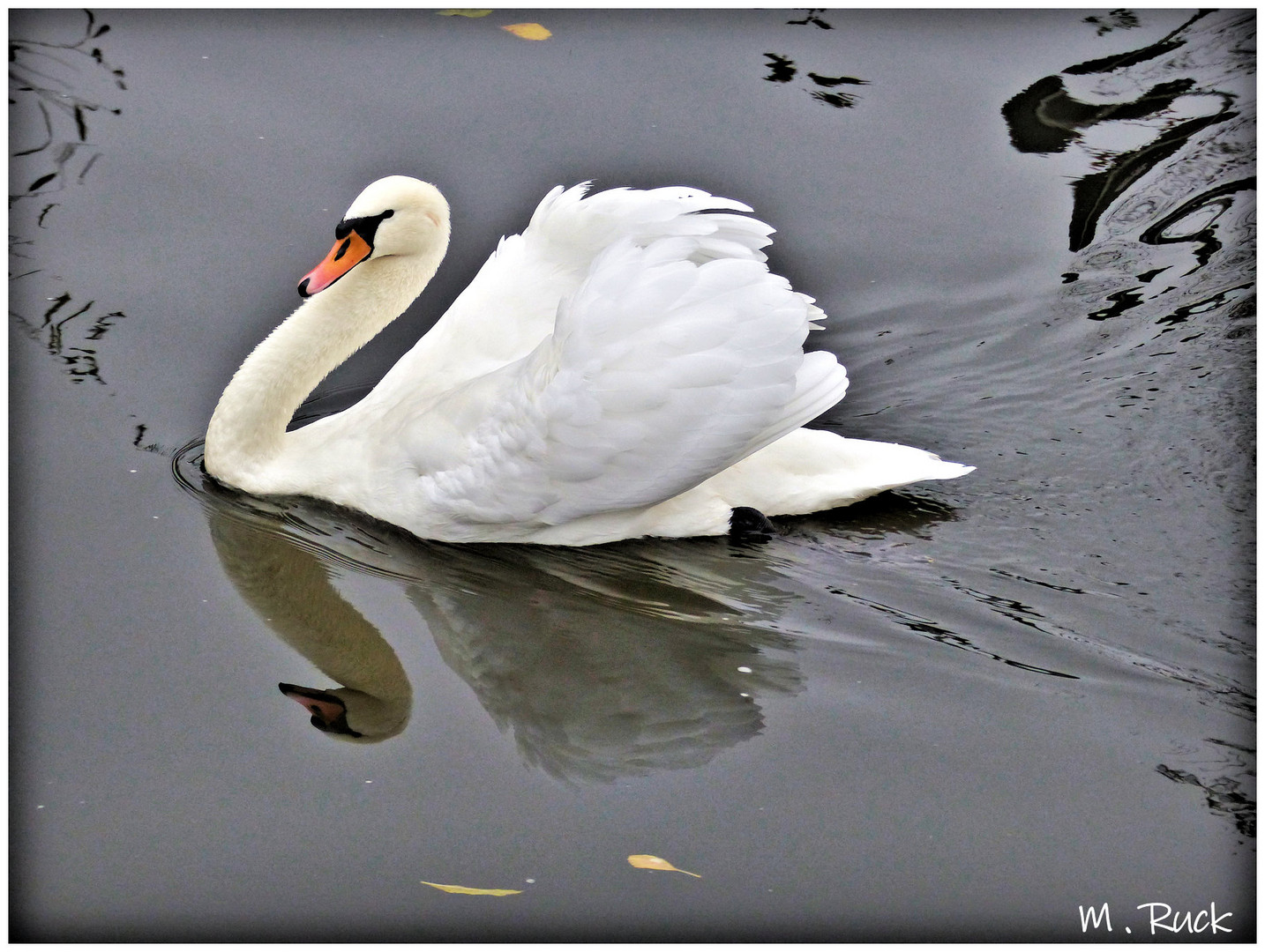 Stolzer Schwan im Main unterwegs 