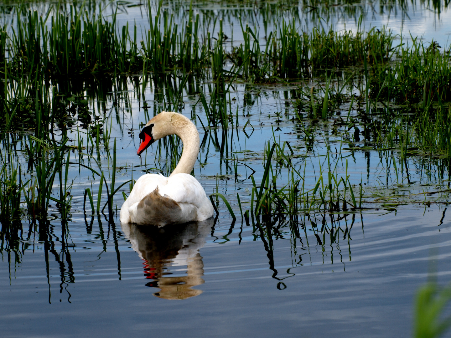 Stolzer Schwan im Westhavelland