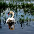 Stolzer Schwan im Westhavelland