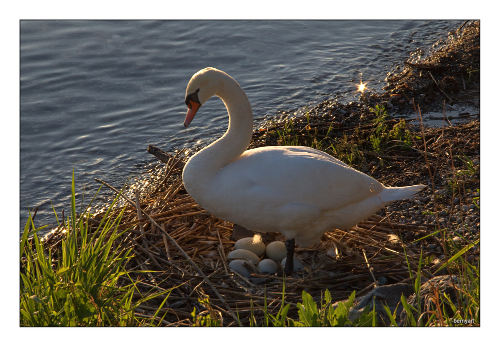 Stolzer Schwan mit Gelege