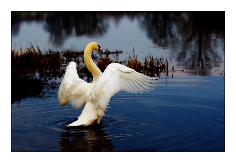 stolzer Schwan - oder doch nur 'n Proll?