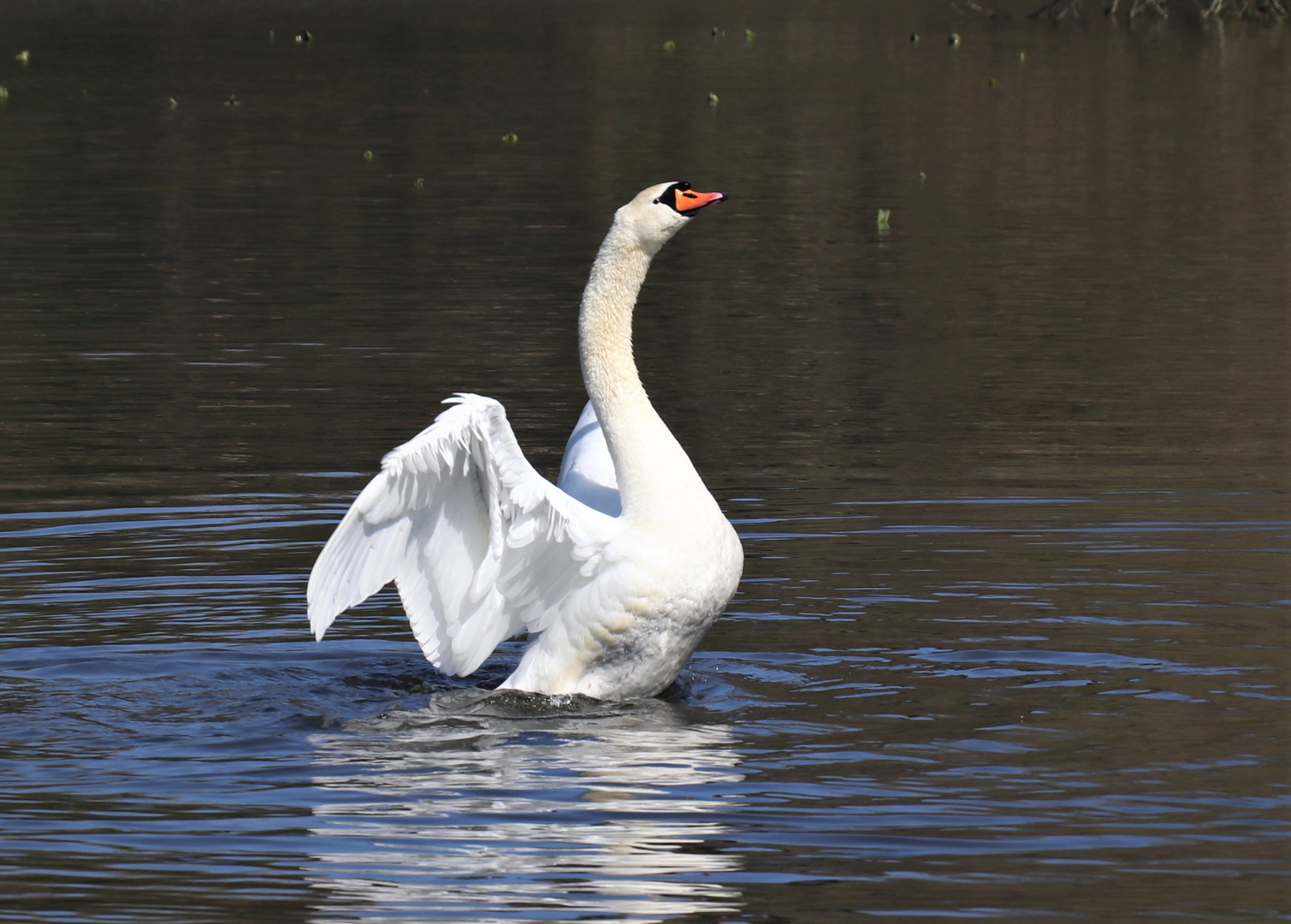 stolzer Schwan zum Jubiläum