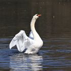 stolzer Schwan zum Jubiläum