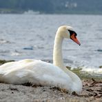 stolzer Schwan2