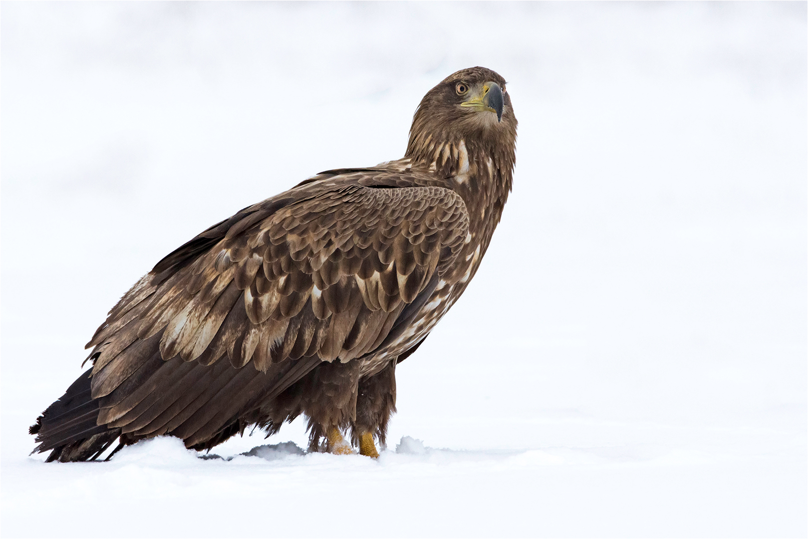 Stolzer Seeadler