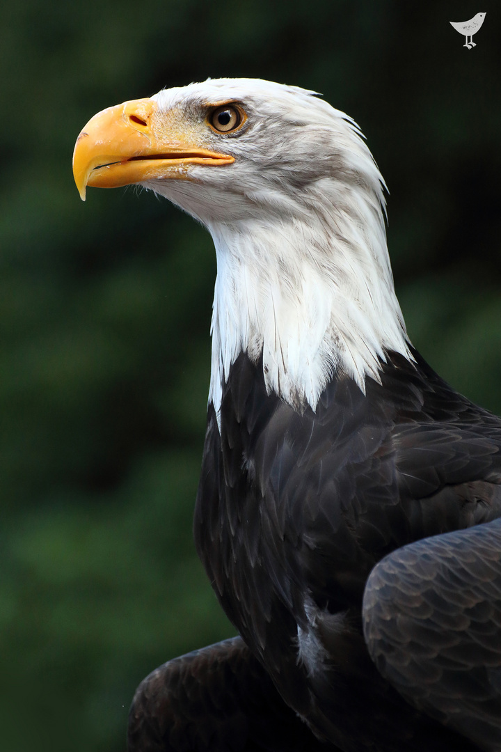 Stolzer Seeadler