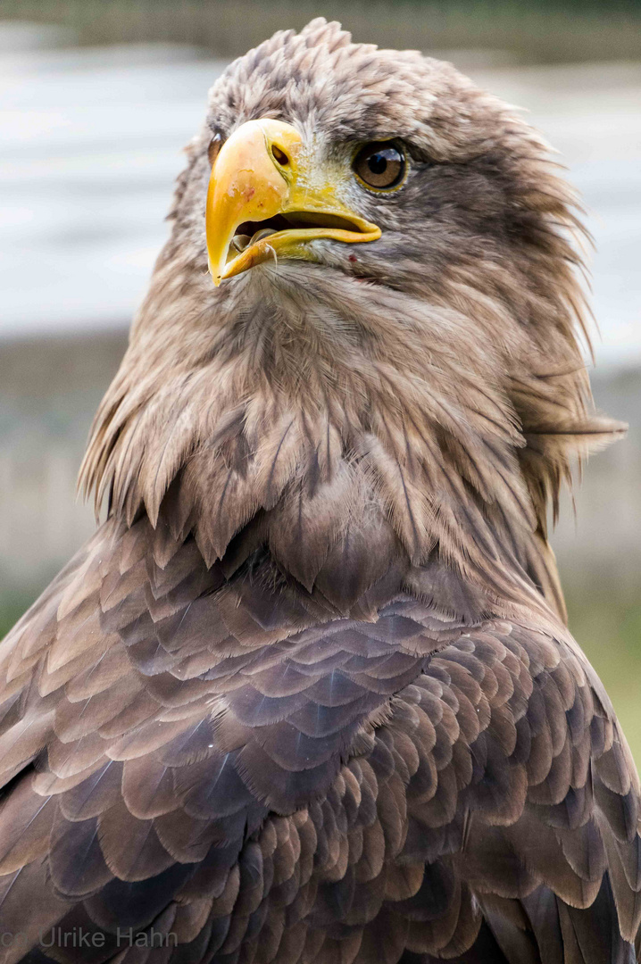 stolzer Seeadler