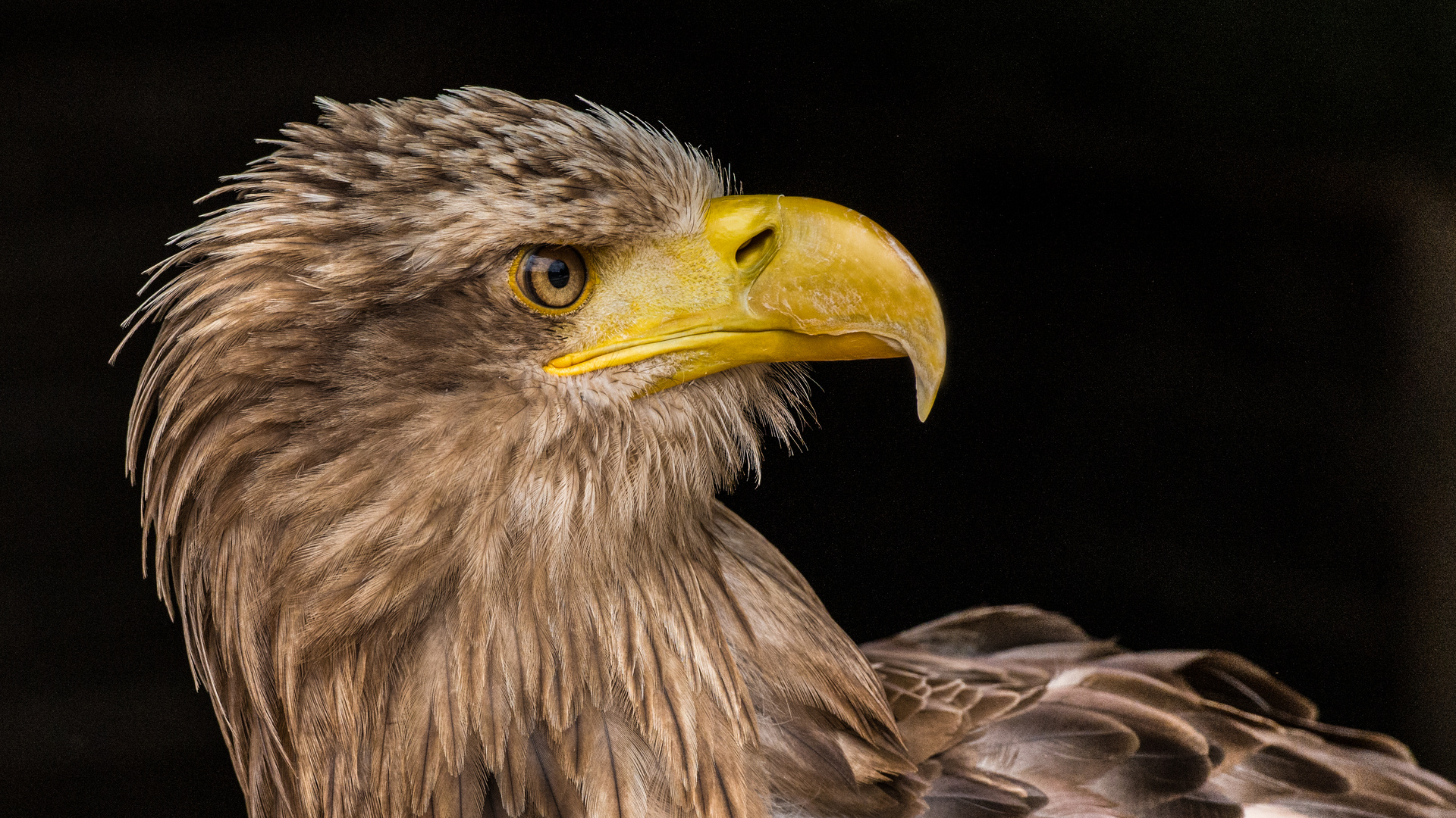 Stolzer Seeadler