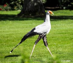 Stolzer Sekretär,