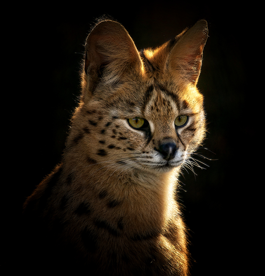 Stolzer Serval