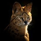 Stolzer Serval