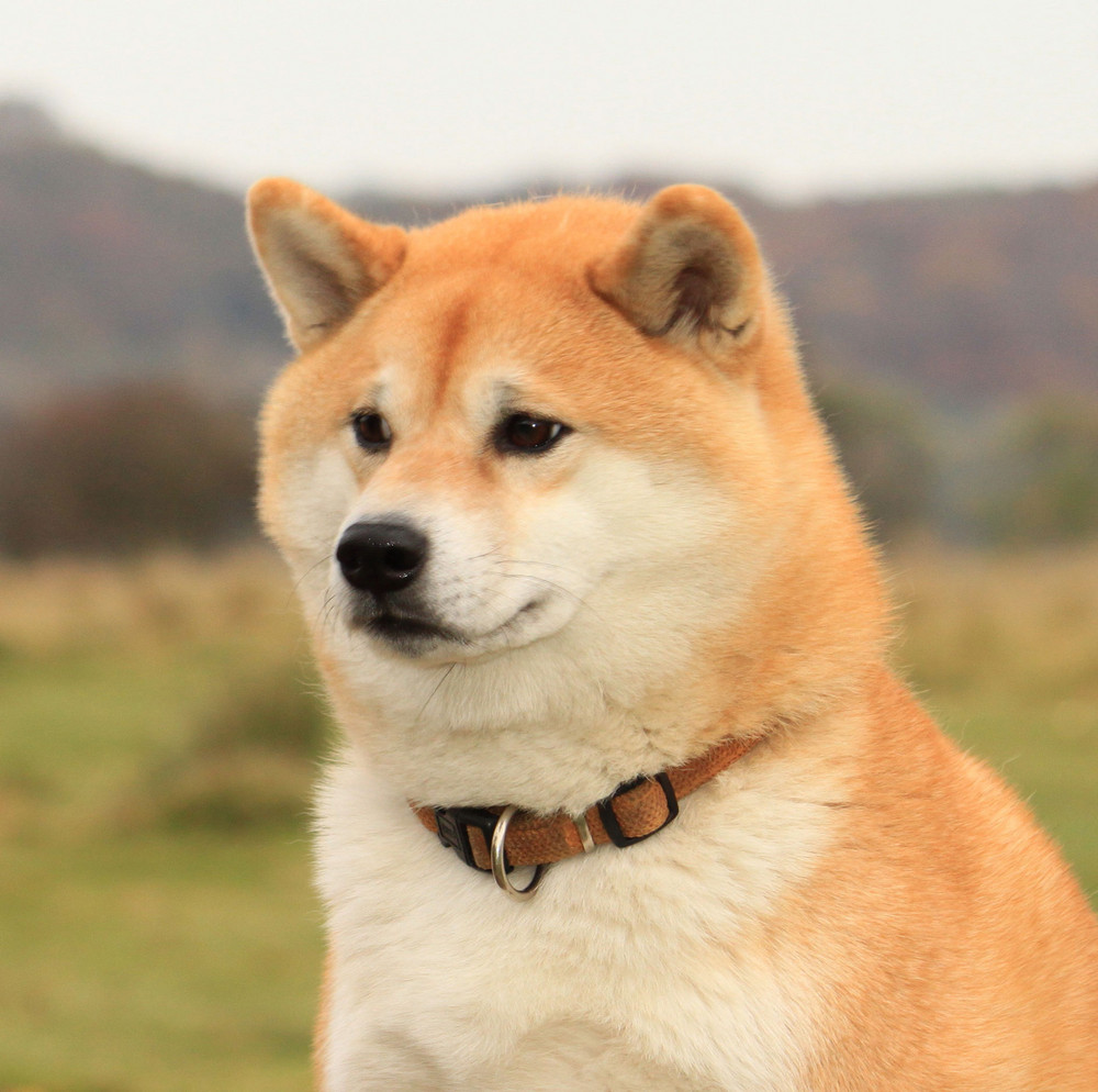 Stolzer Shiba