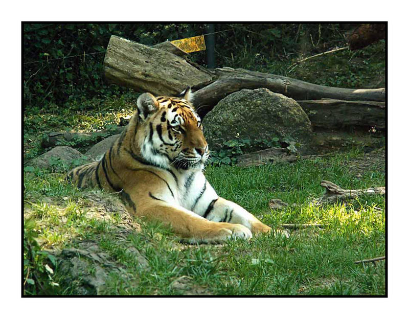 Stolzer sibirischer Tiger