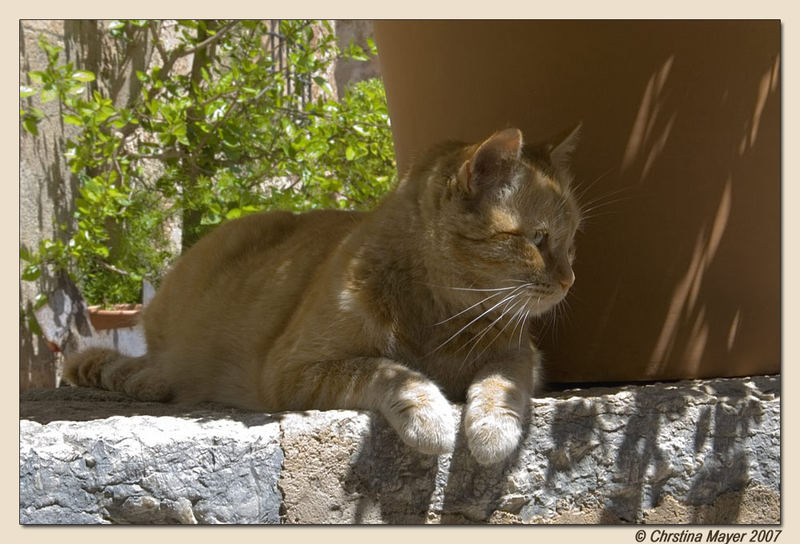 Stolzer spanischer Kater!