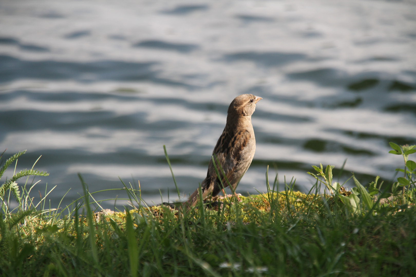 stolzer Spatz am Tegernsee