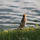 stolzer Spatz am Tegernsee