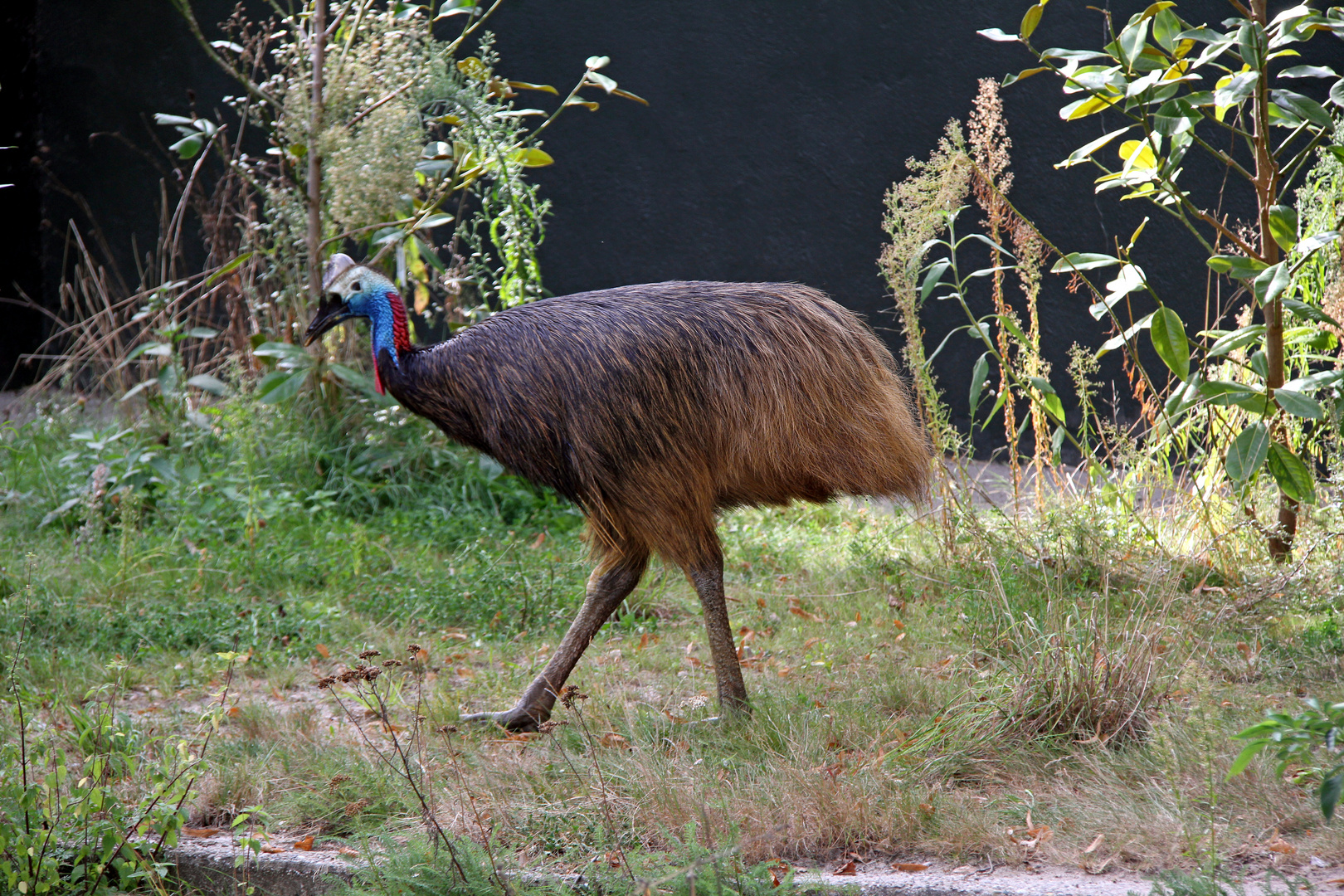 Stolzer Spaziergang im Zoo Heidelberg