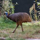 Stolzer Spaziergang im Zoo Heidelberg