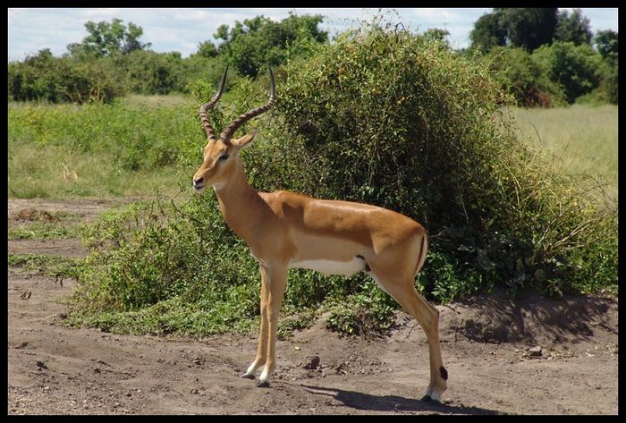 Stolzer Springbock