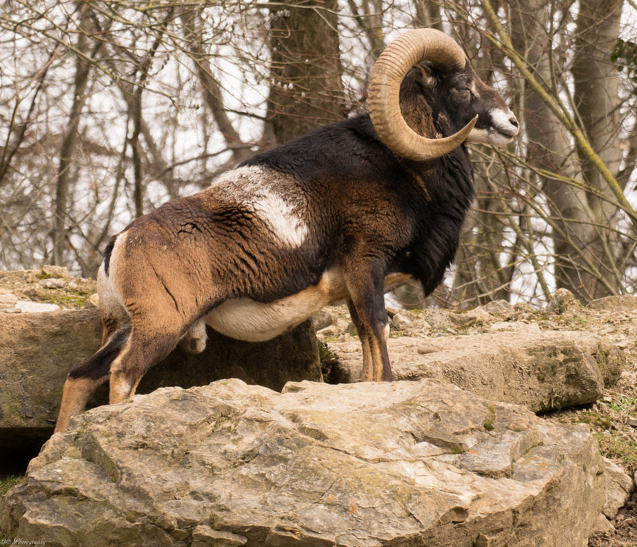 Stolzer starker Kletterkünstler im Wildpark von Bad Mergentheim