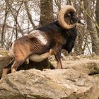 Stolzer starker Kletterkünstler im Wildpark von Bad Mergentheim