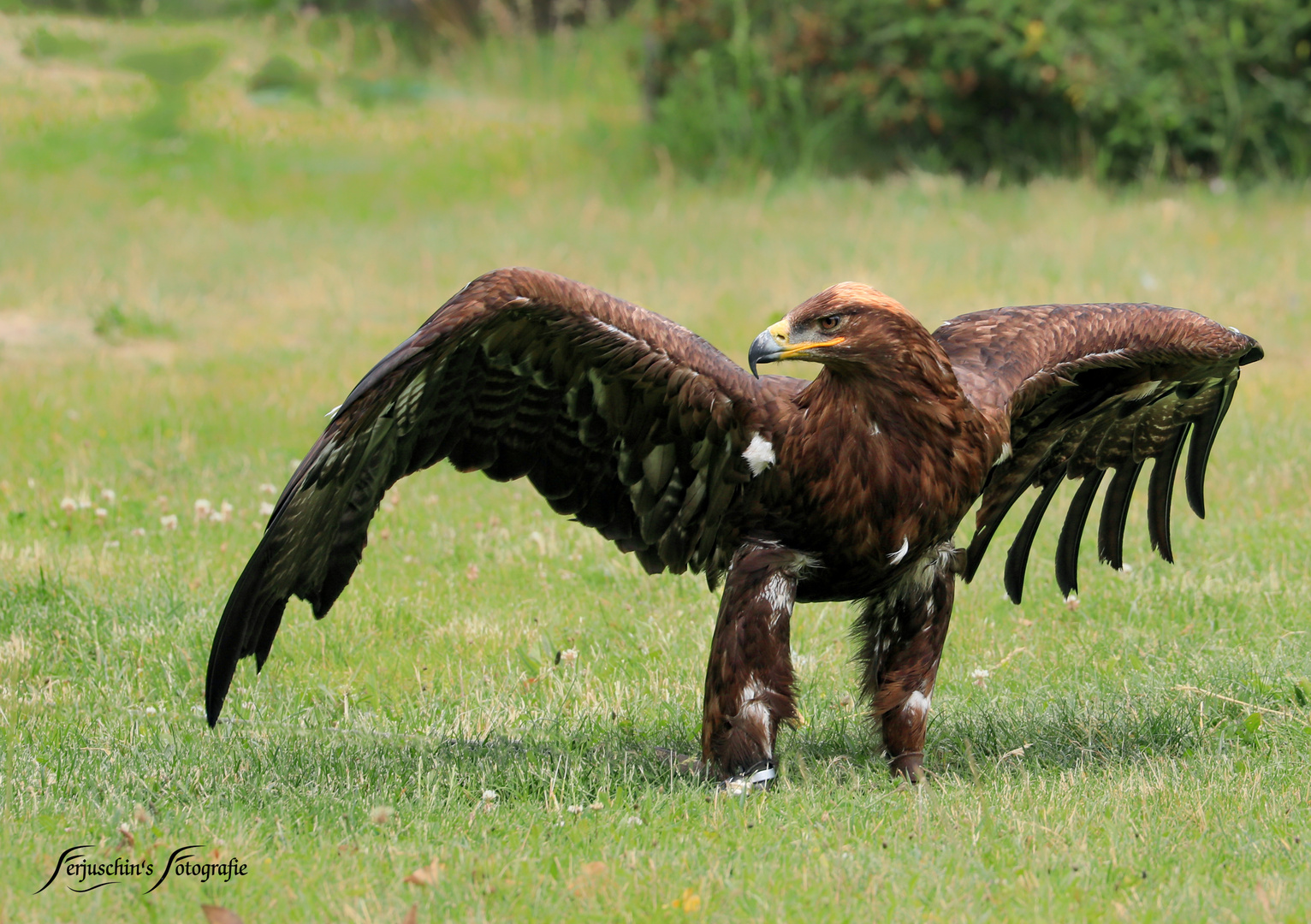 Stolzer Steinadler