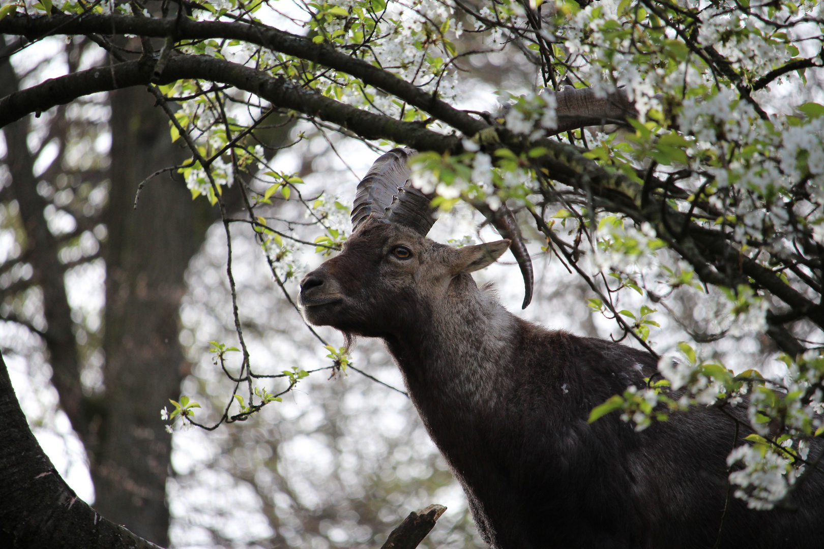 Stolzer Steinbock