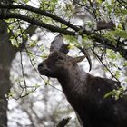 Stolzer Steinbock