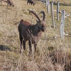 Stolzer Steinbock auf dem Creux_du_vent, Jura (CH)