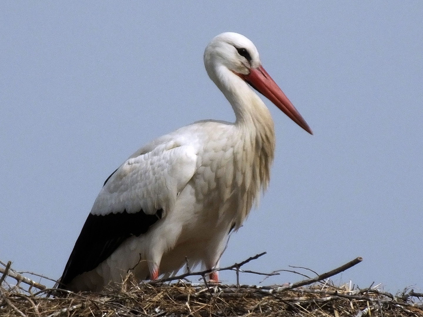 Stolzer Storch