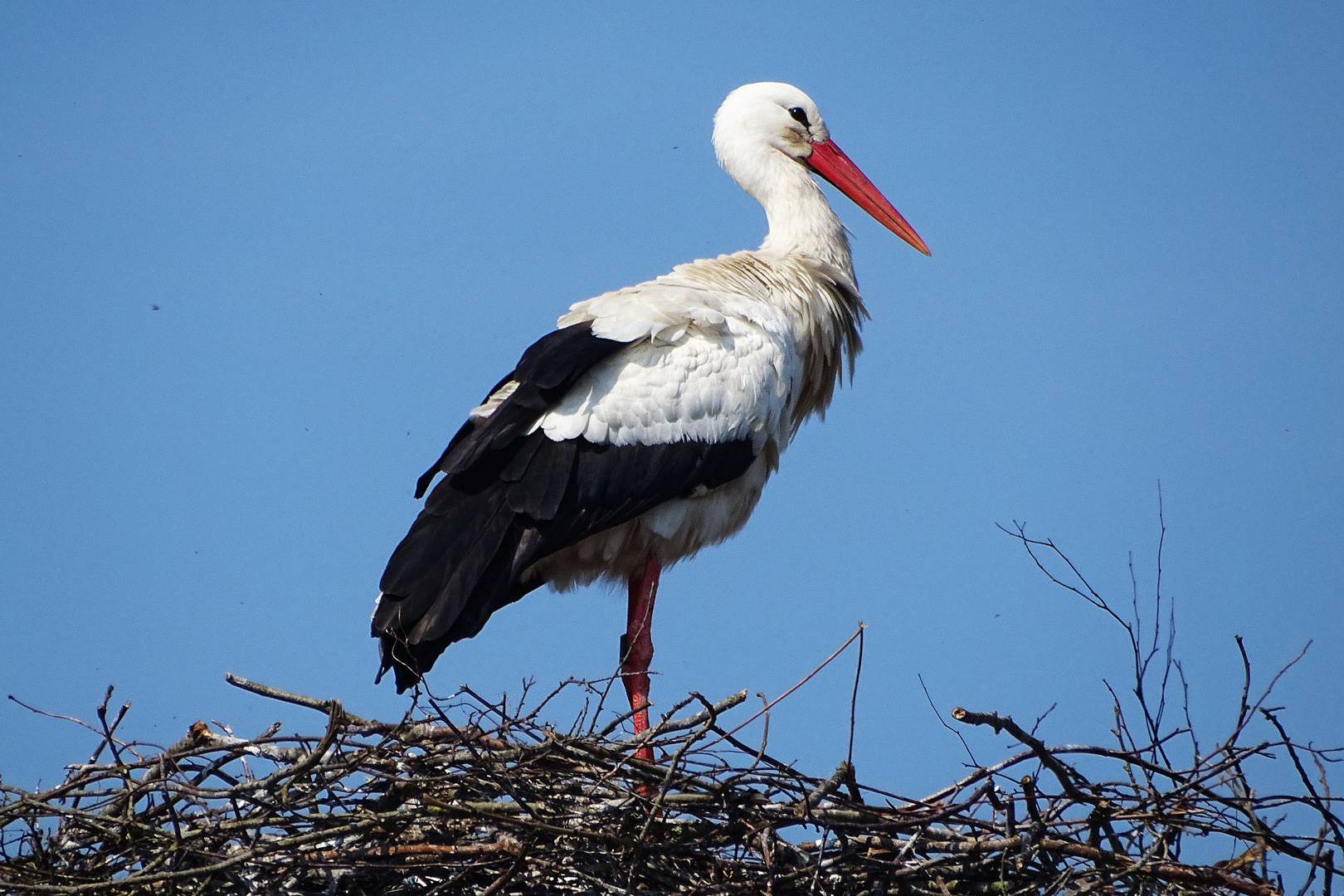 stolzer Storch 