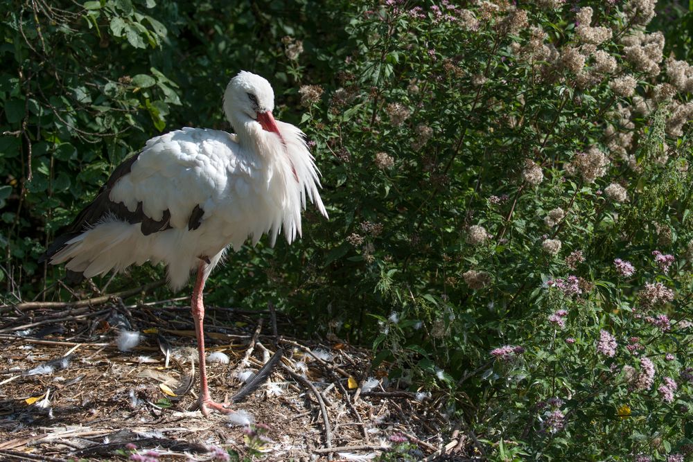 Stolzer Storch