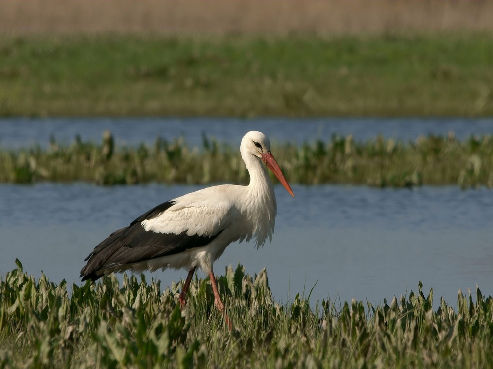 Stolzer Storch