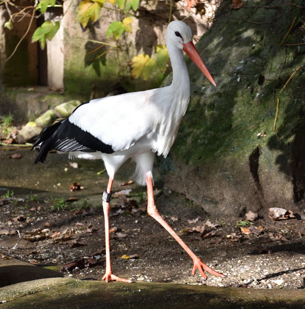 Stolzer Storch