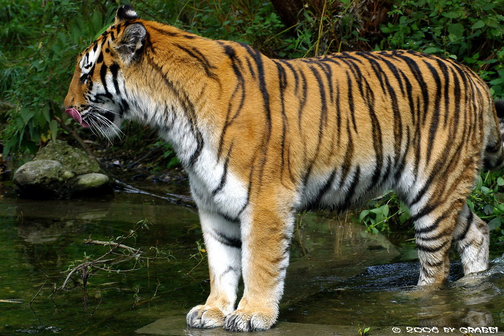 Stolzer Tiger