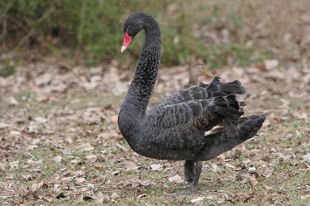 Stolzer Trauerschwan