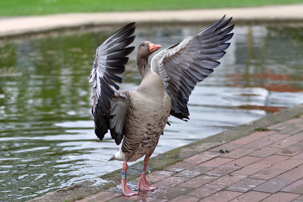 Stolzer Vogel