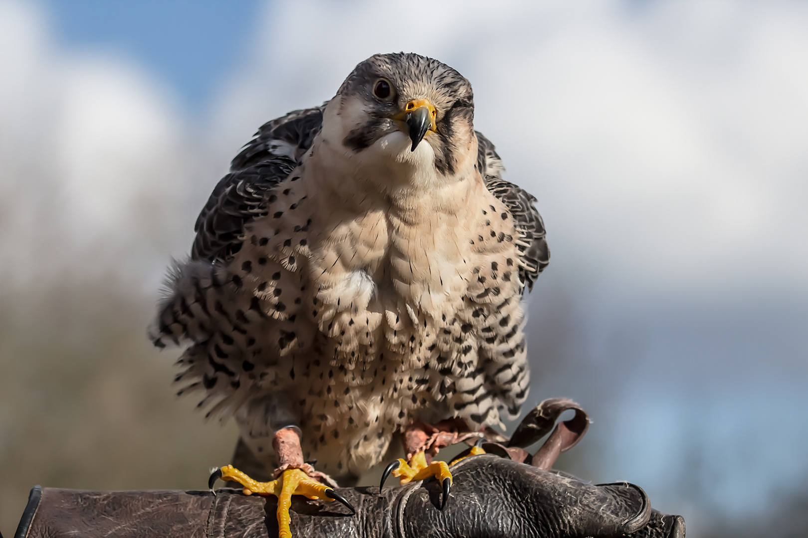 Stolzer Vogel