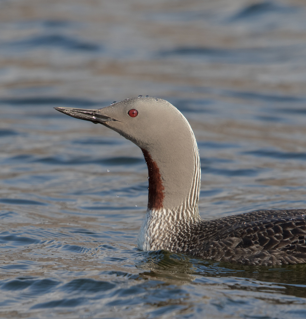 Stolzer Vogel