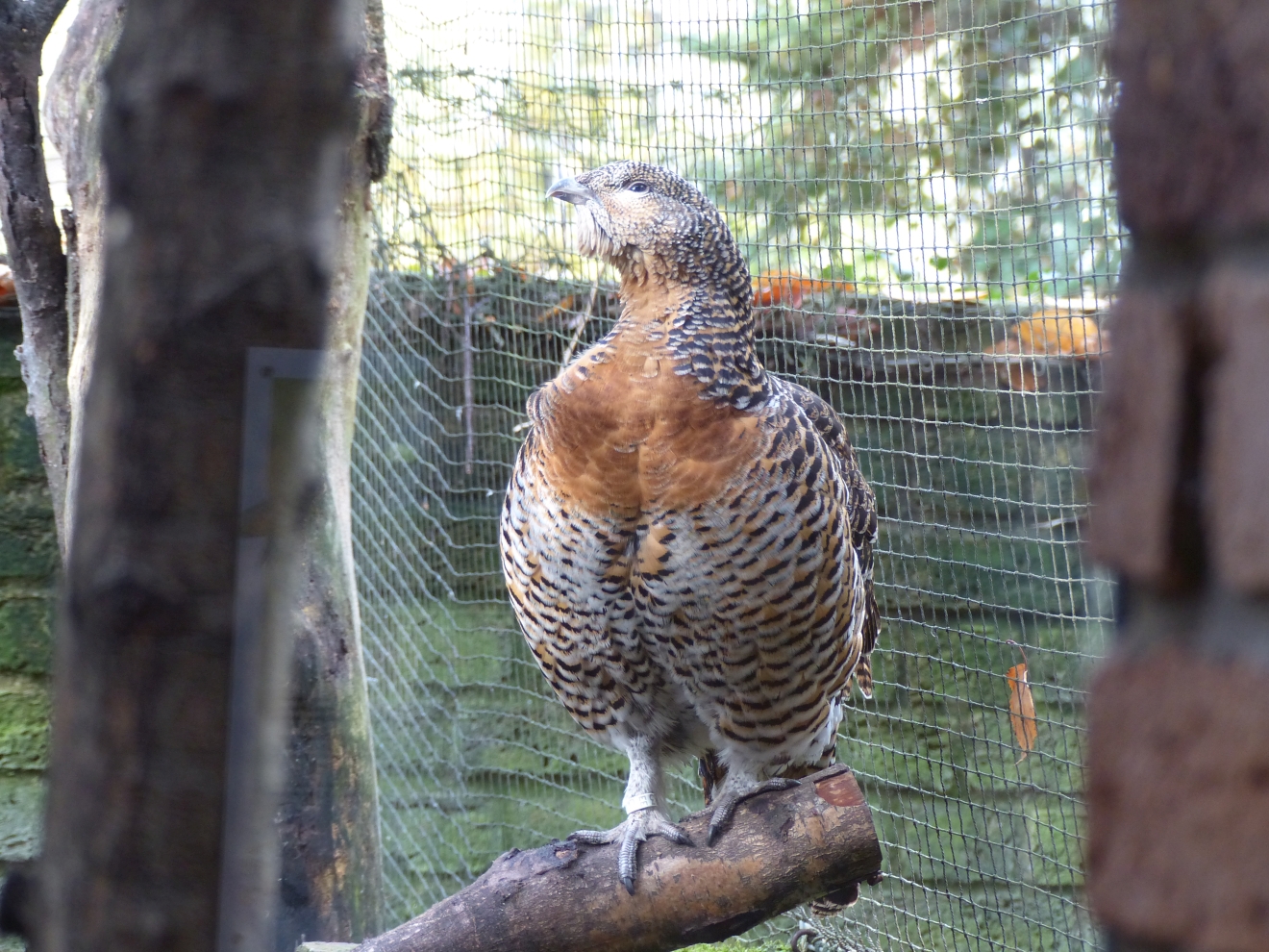 Stolzer Vogel