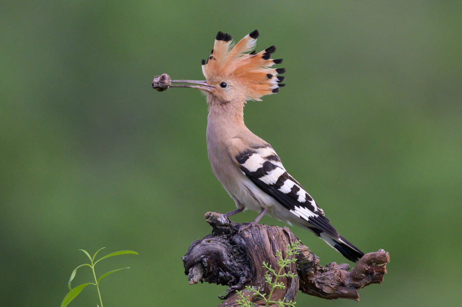 Stolzer Vogel 