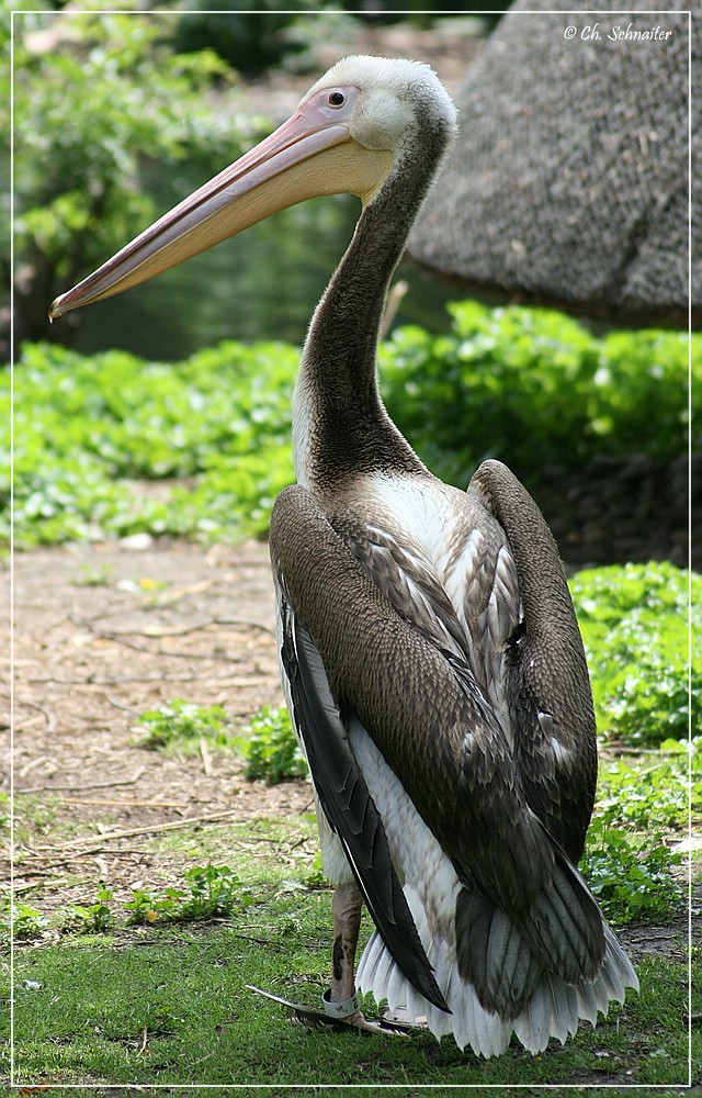 stolzer Vogel