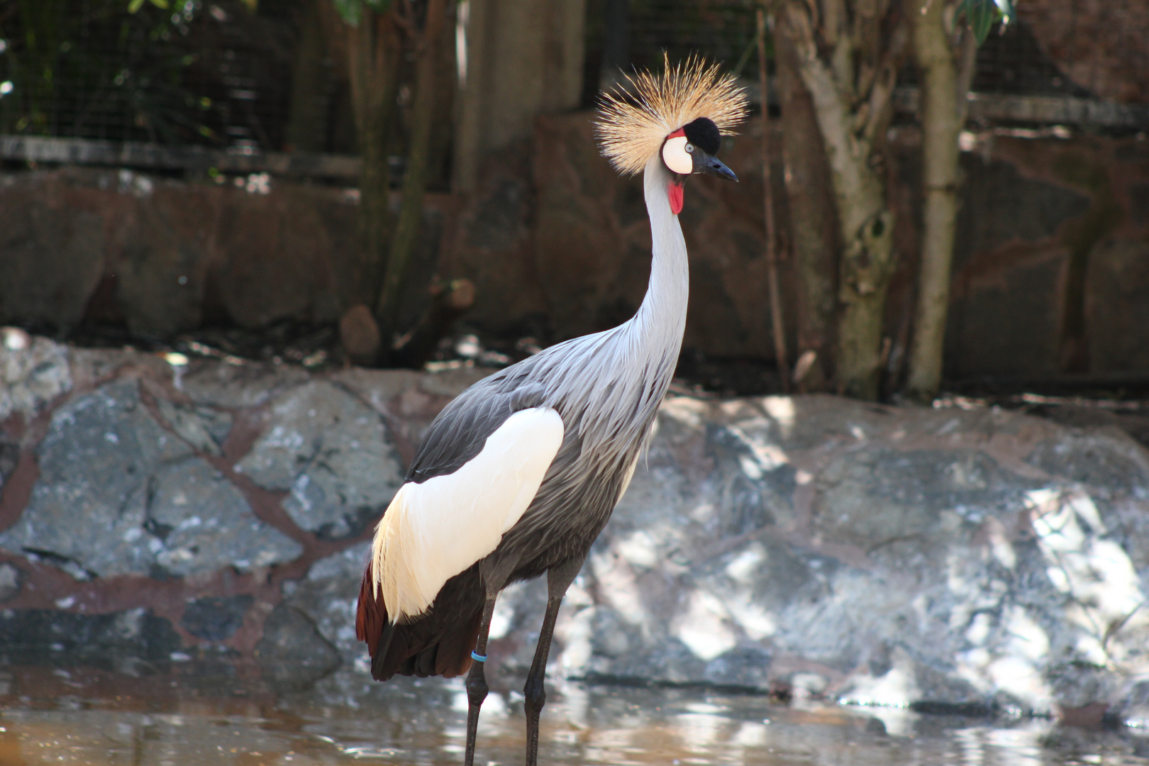 Stolzer Vogel