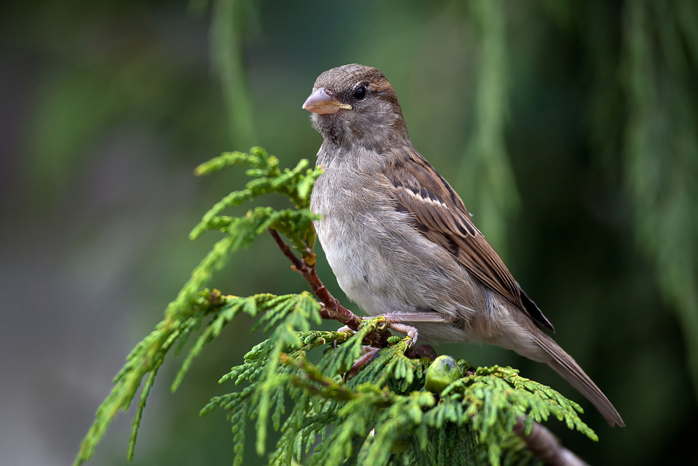 Stolzer Vogel...