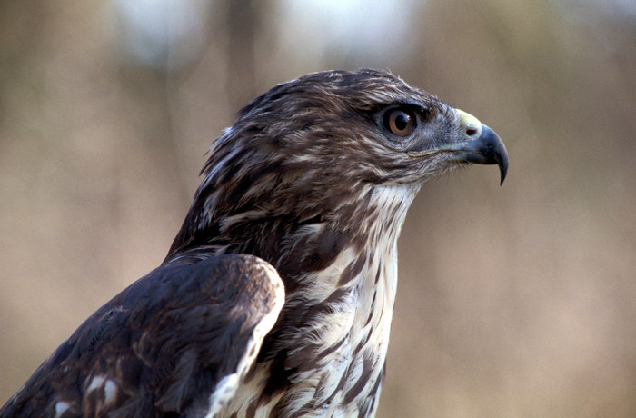 Stolzer Vogel