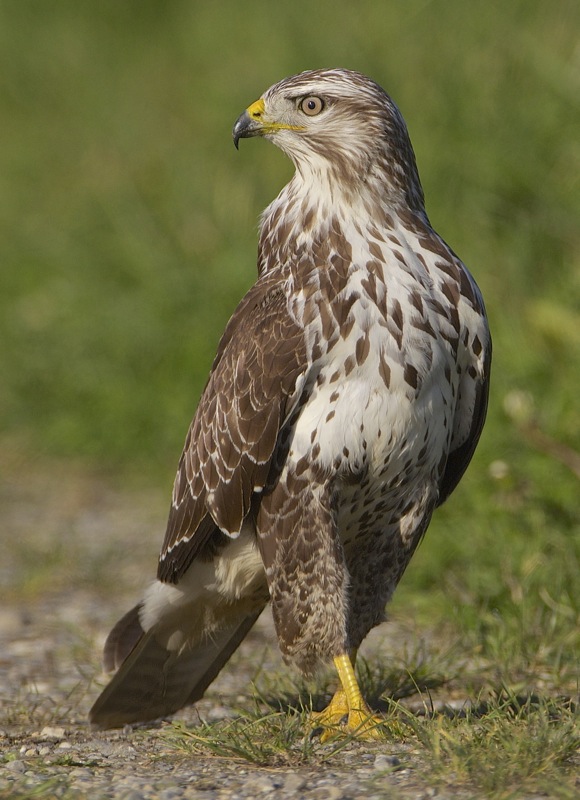 Stolzer Vogel