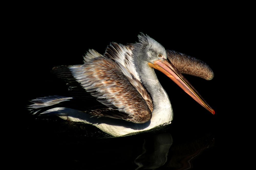 stolzer Vogel