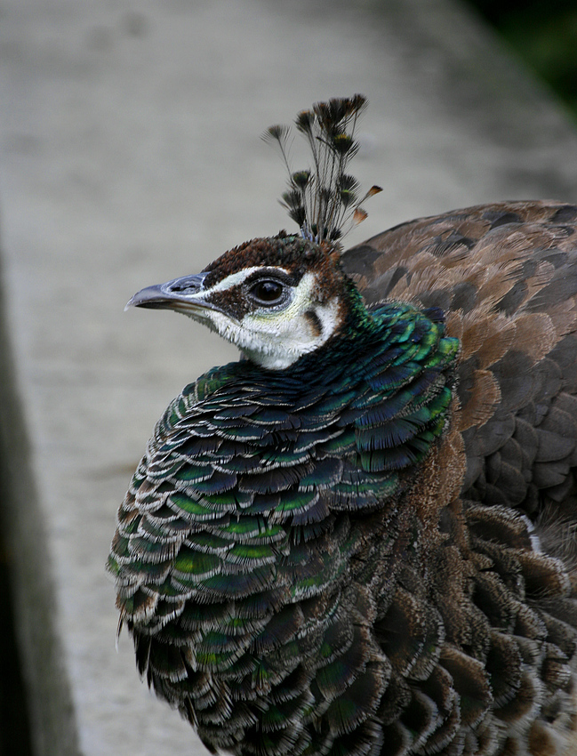 Stolzer Vogel