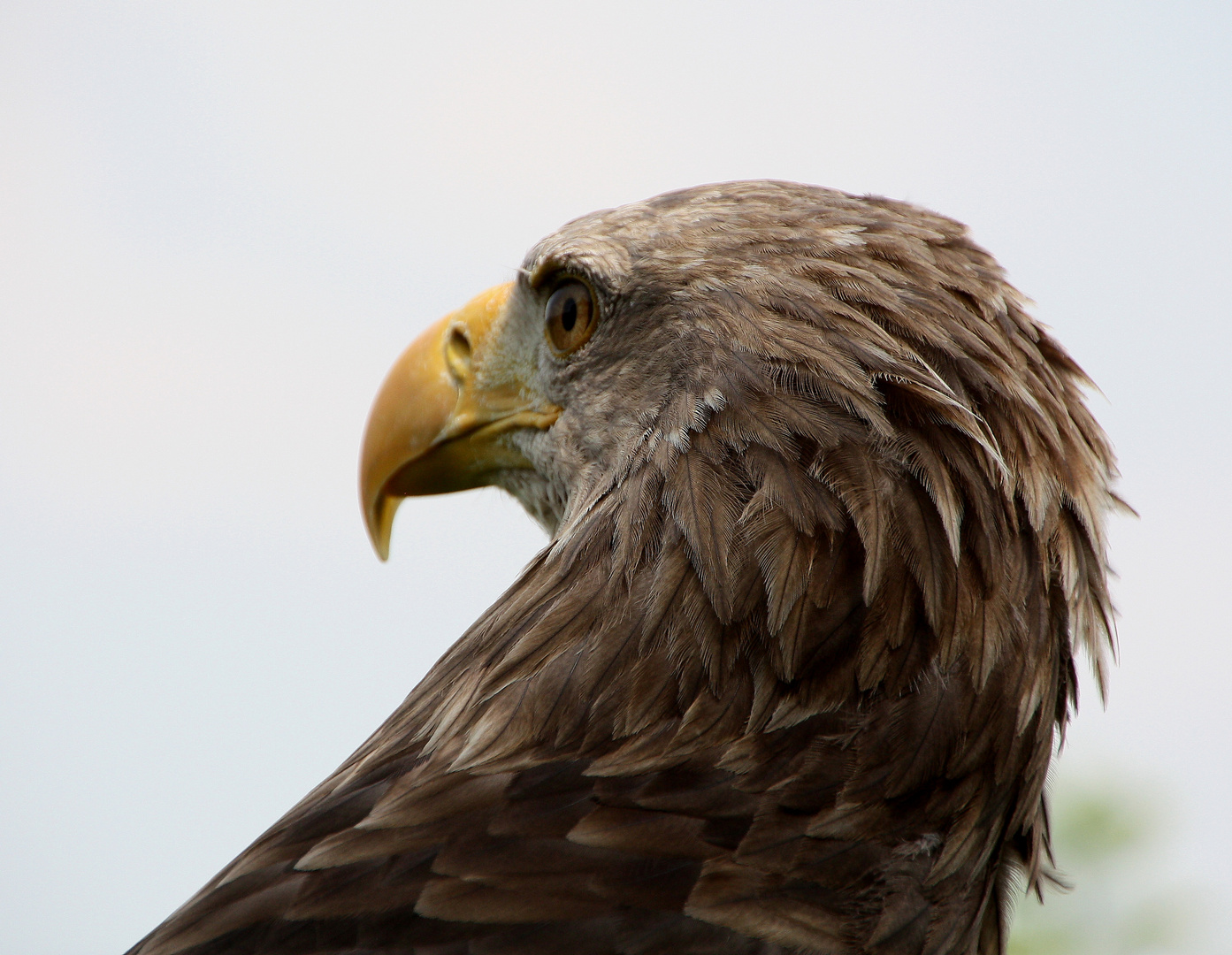 Stolzer Vogel