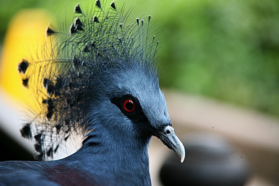 Stolzer Vogel